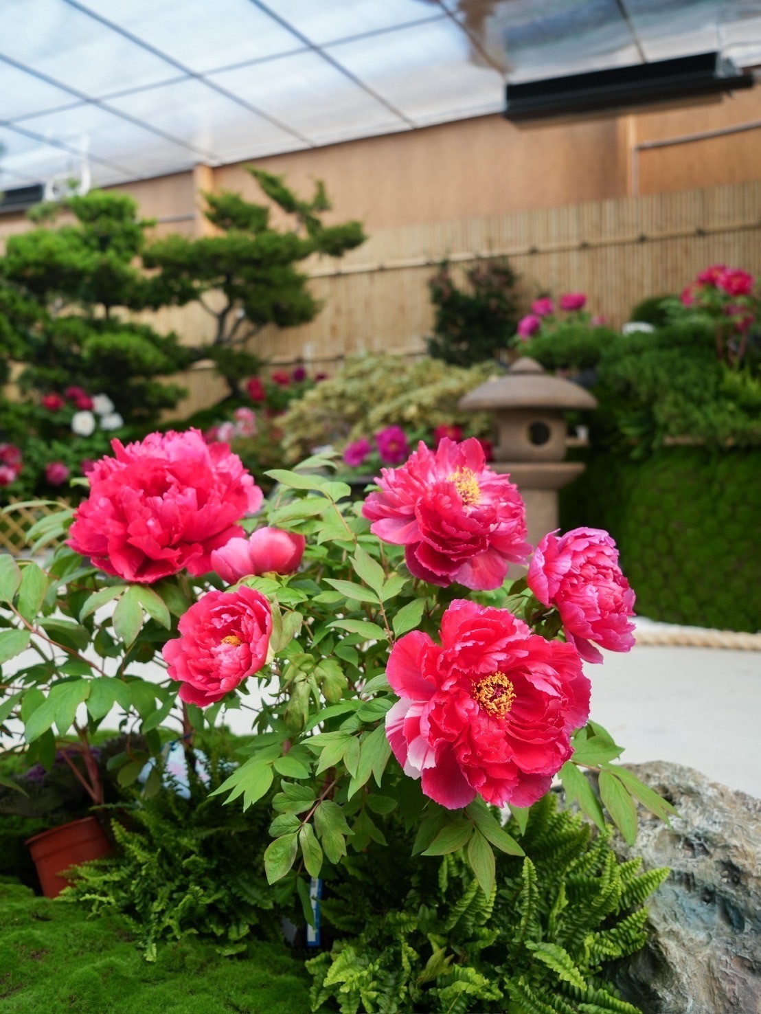 花露農場牡丹花展