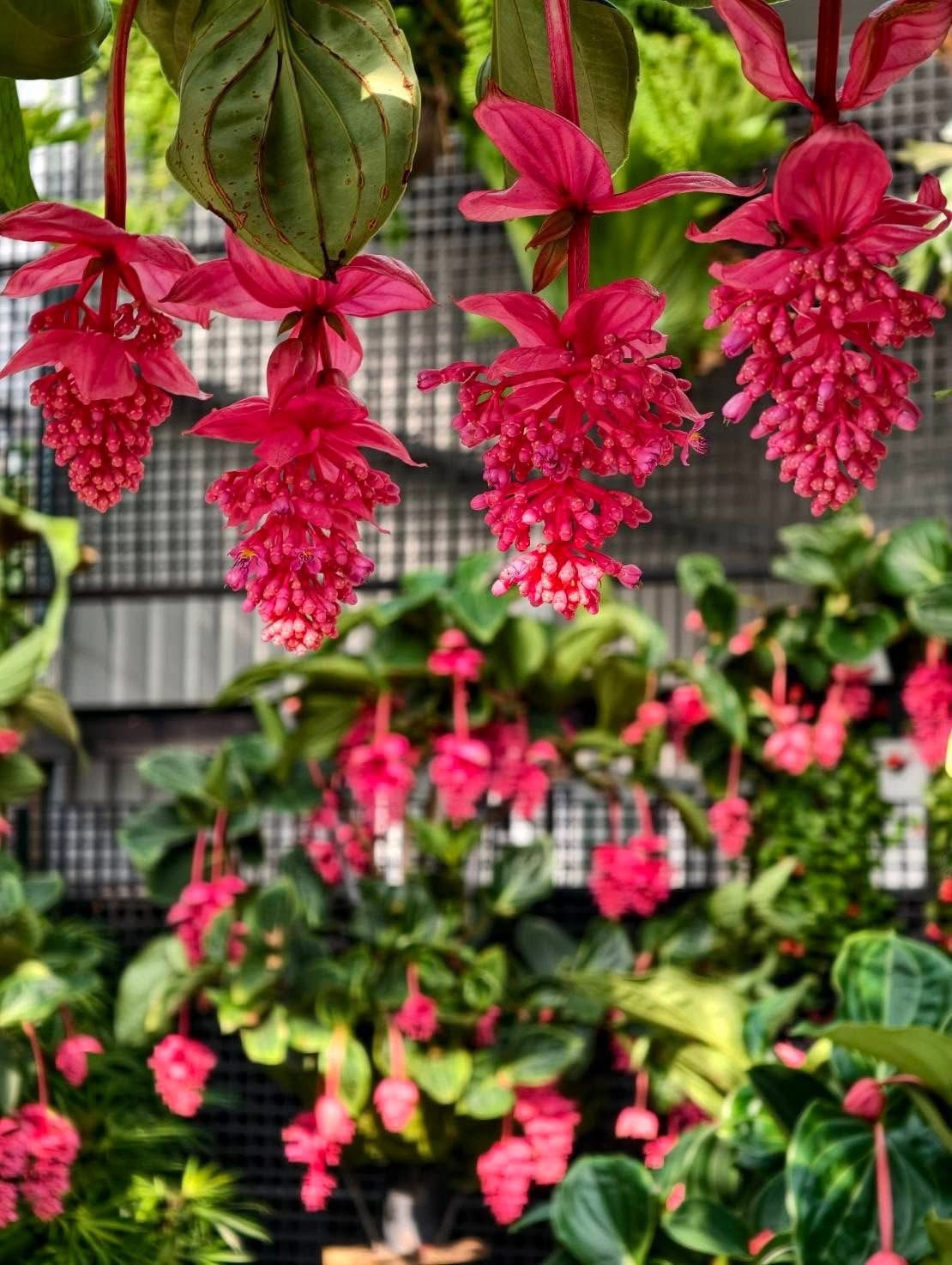花露農場珍珠寶蓮