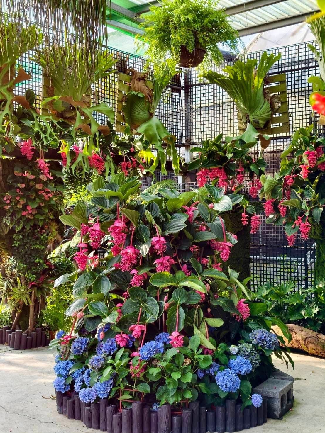 花露農場珍珠寶蓮花序