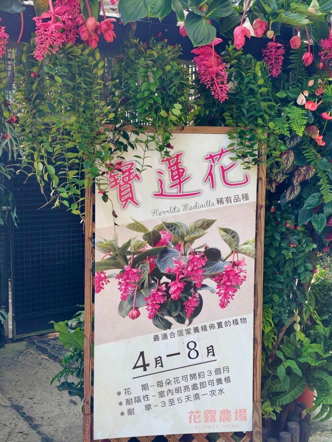 珍珠寶蓮