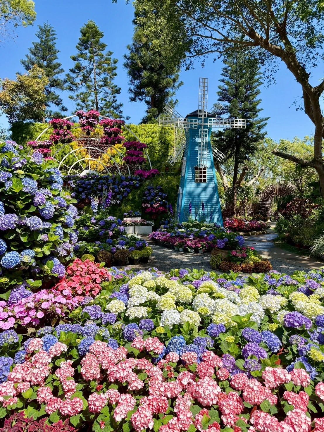 花露農場繡球花
