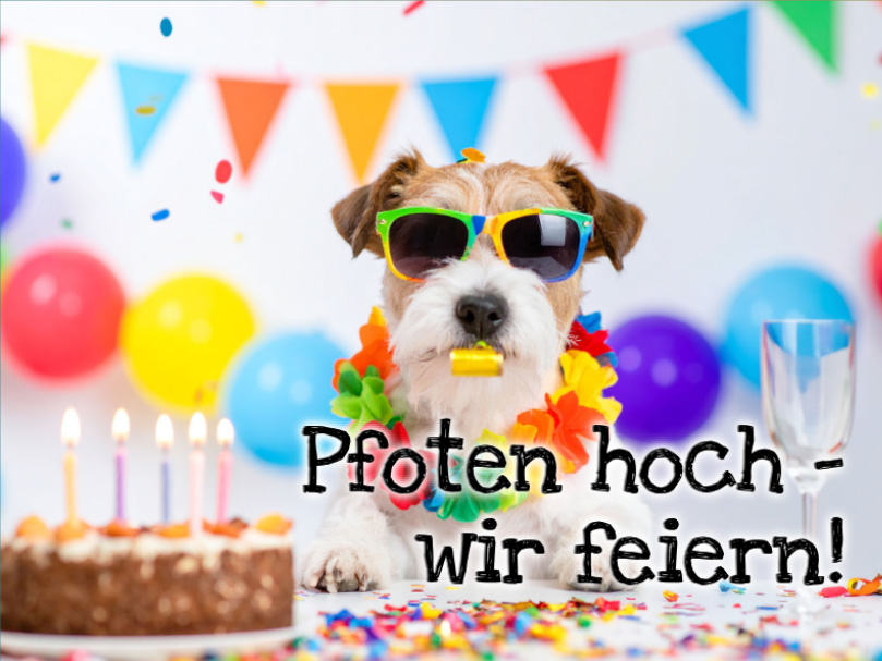 Sample  Pfoten hoch Front