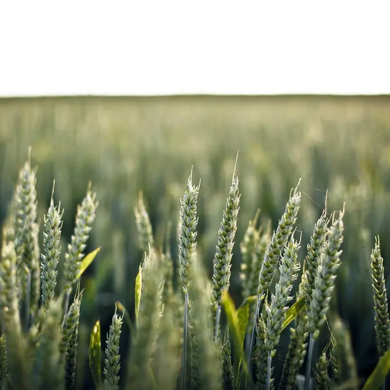 Golden Barley — photo 2
