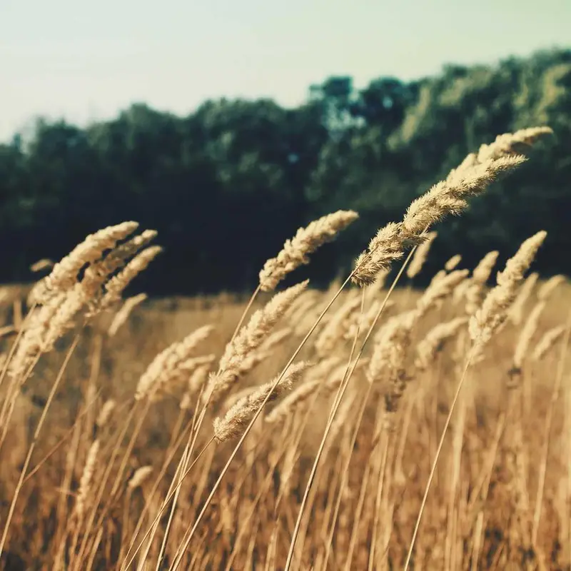 Golden Barley — photo 1