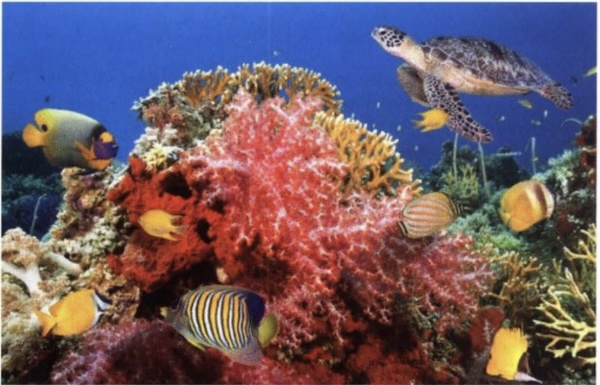 definición de ecología