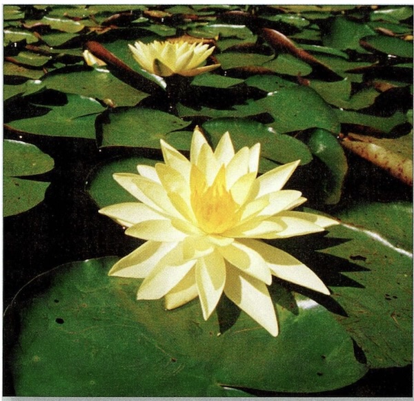 Niveles de organización biológica