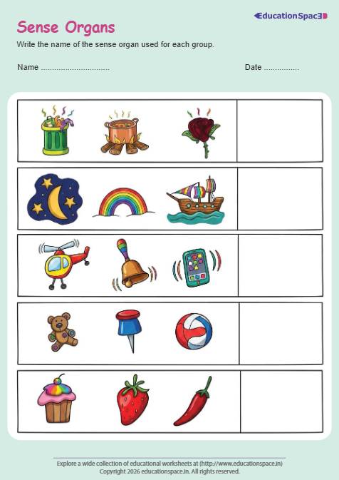 Sense Organs Worksheet 01
