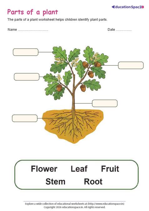 Parts of a Plant