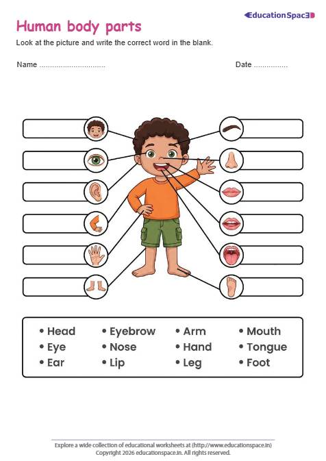 Human Body Parts