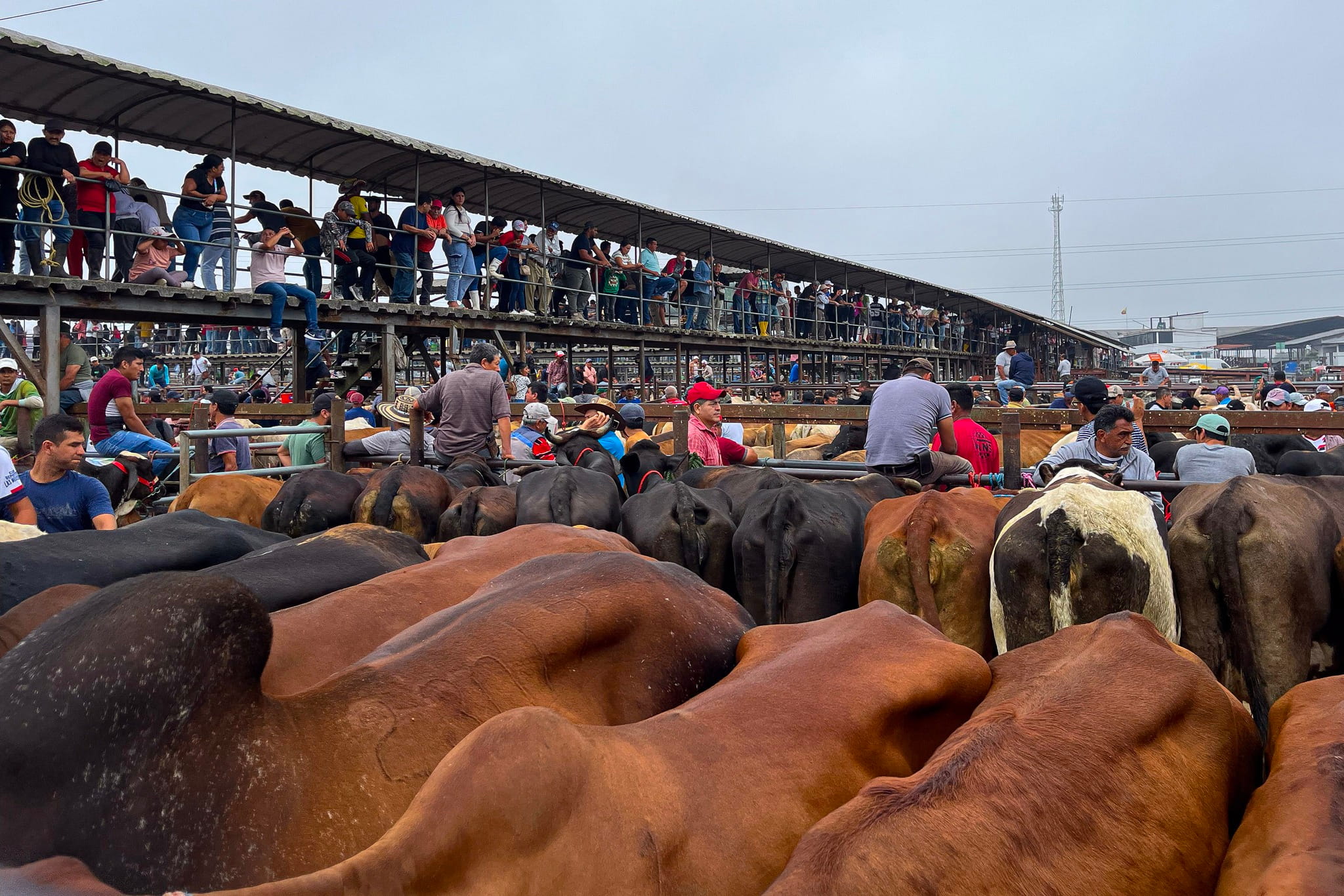 Galería feria ganadera Santo Domingo - Imagen 1