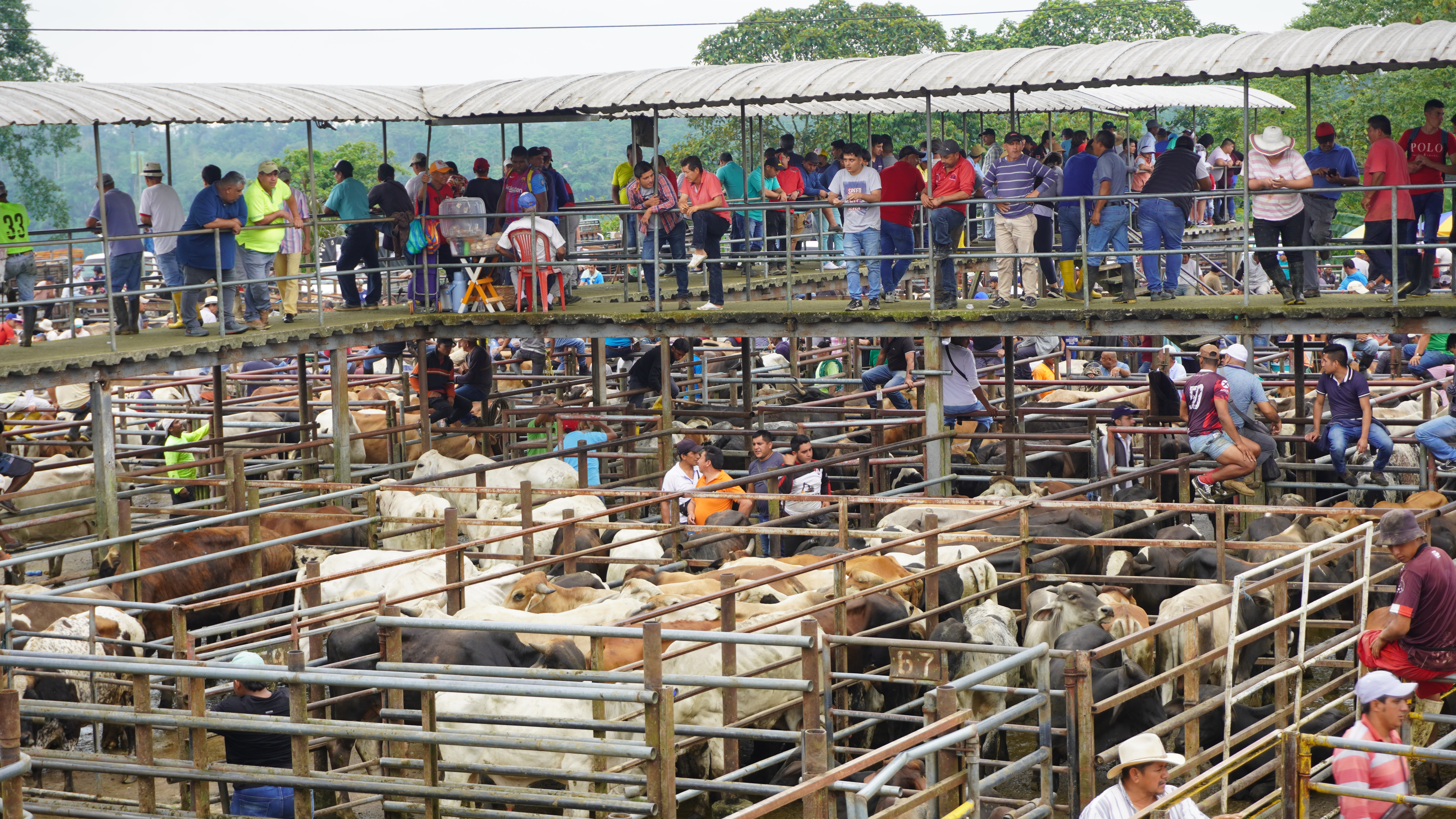 Galería feria ganadera Santo Domingo - Imagen 2