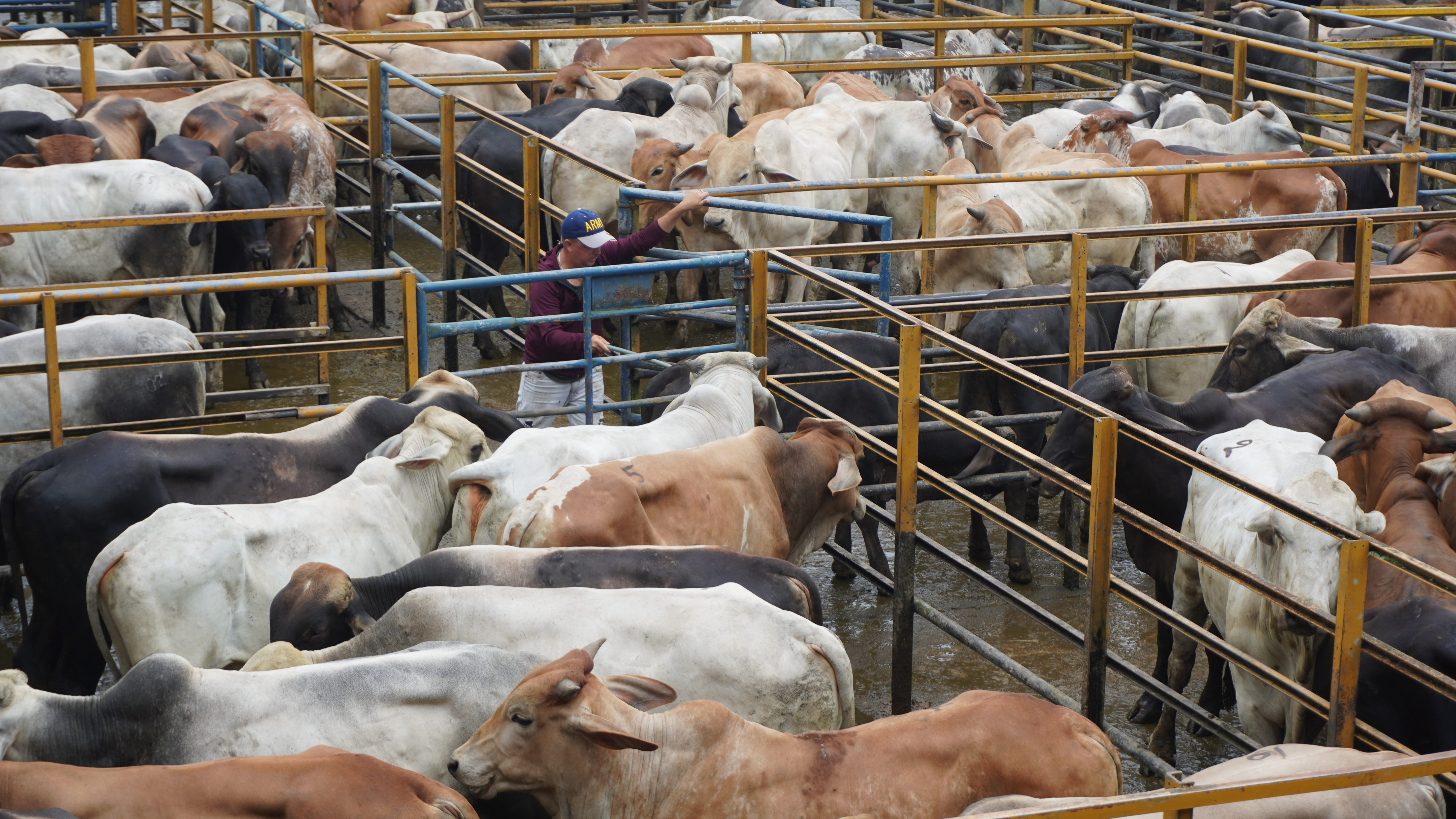 Galería feria ganadera Santo Domingo - Imagen 3