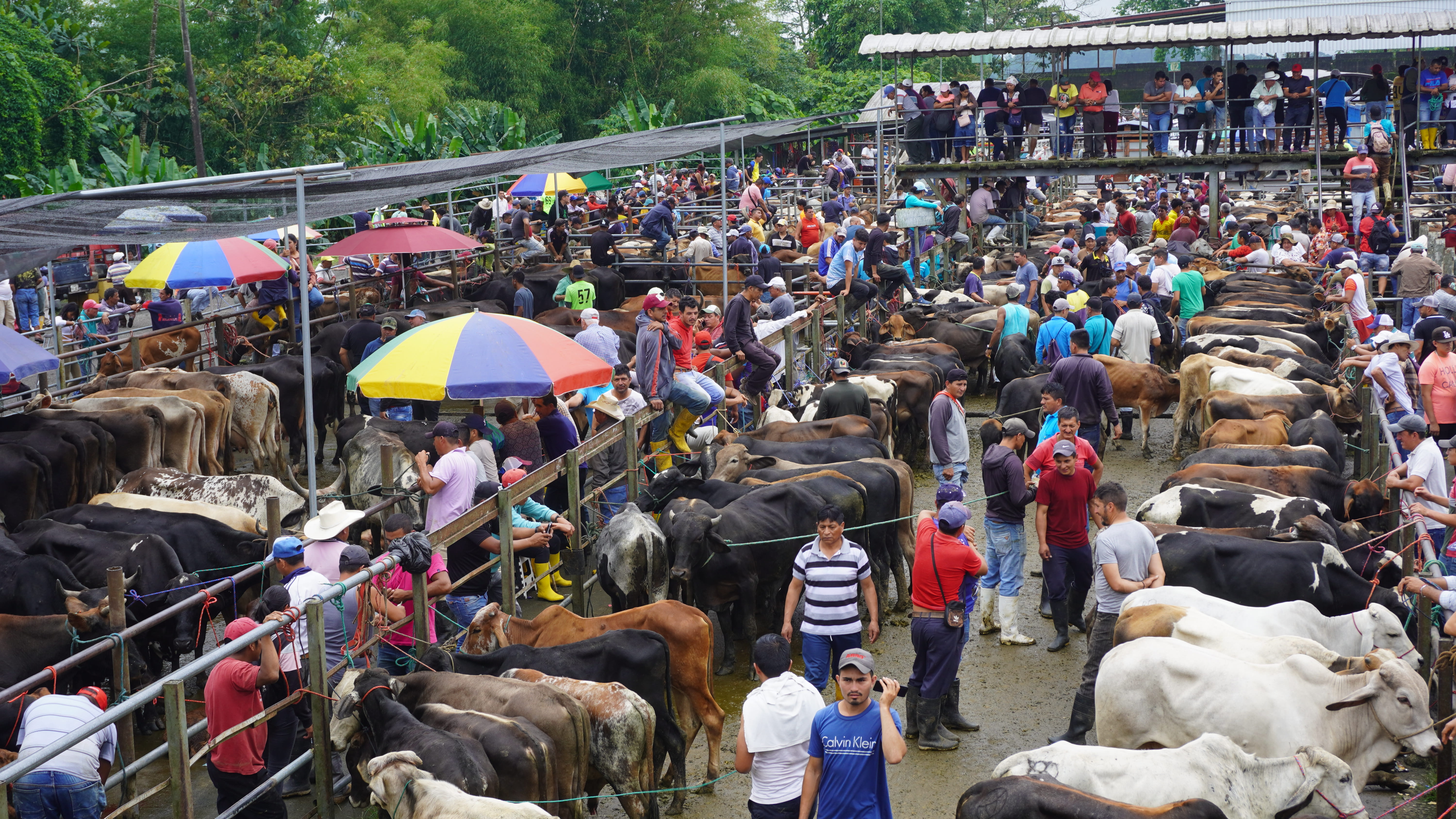 Galería feria ganadera Santo Domingo - Imagen 4