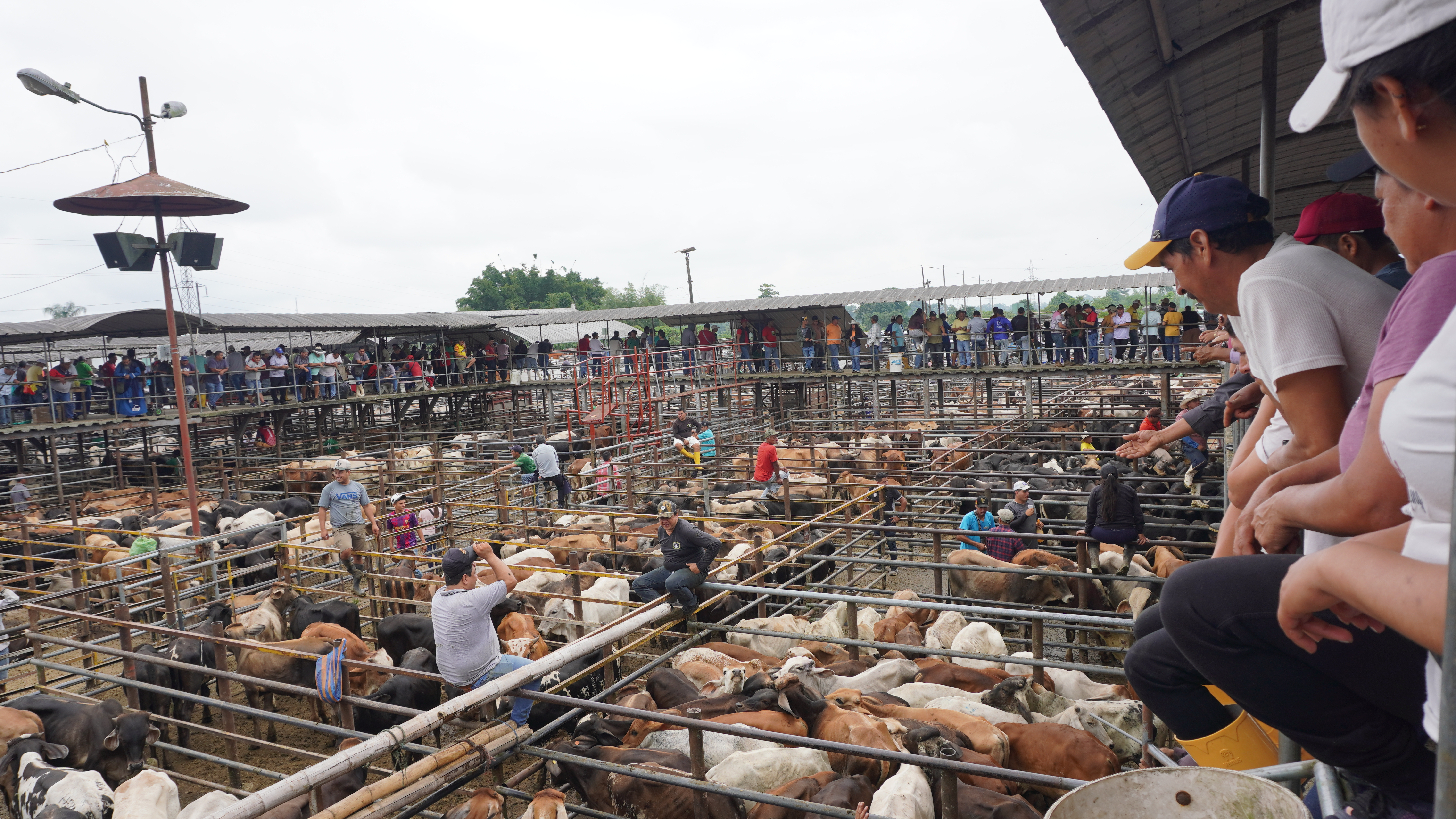 Galería feria ganadera Santo Domingo - Imagen 5