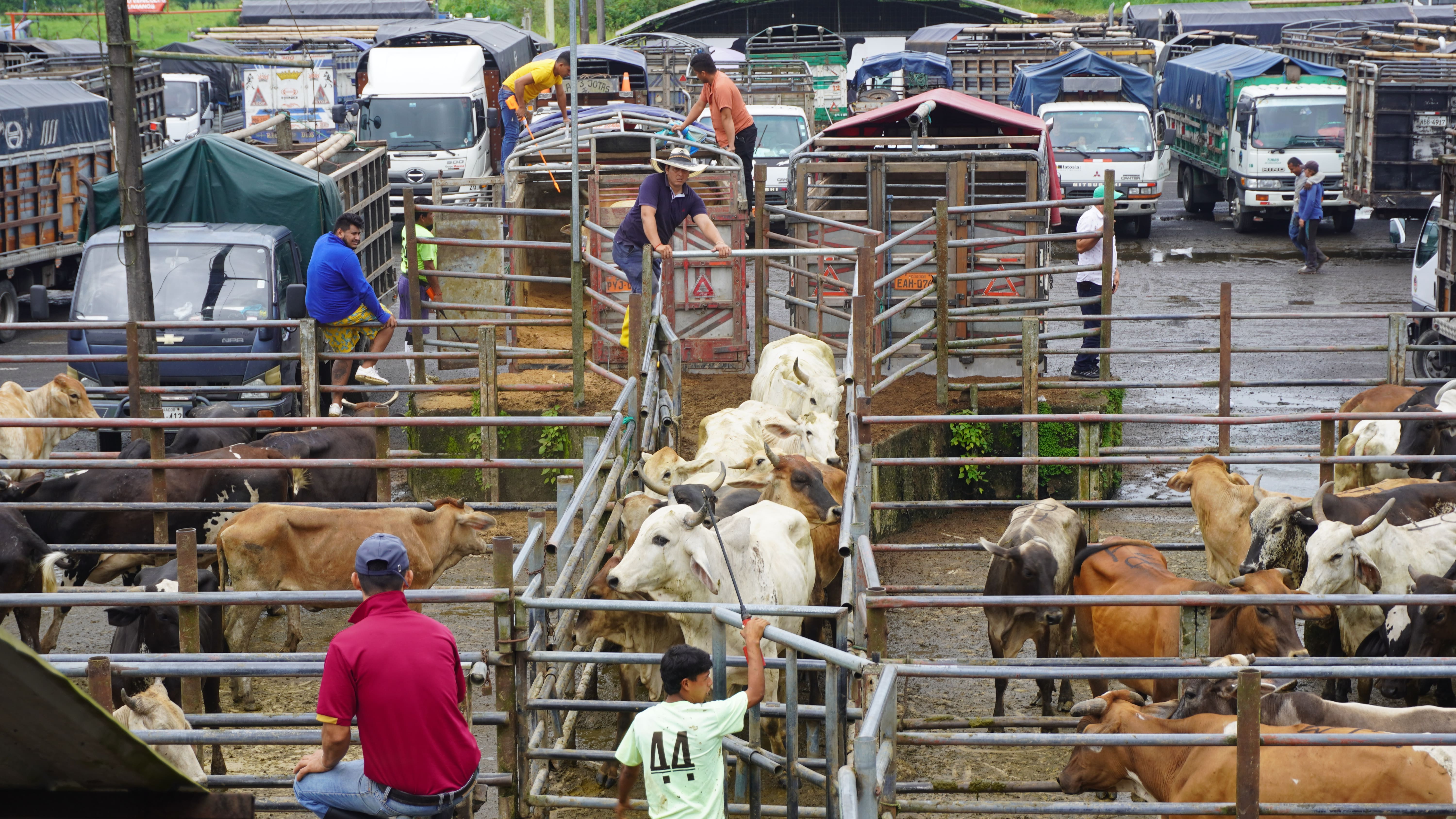 Bovinos - EGE ASOGAN SD