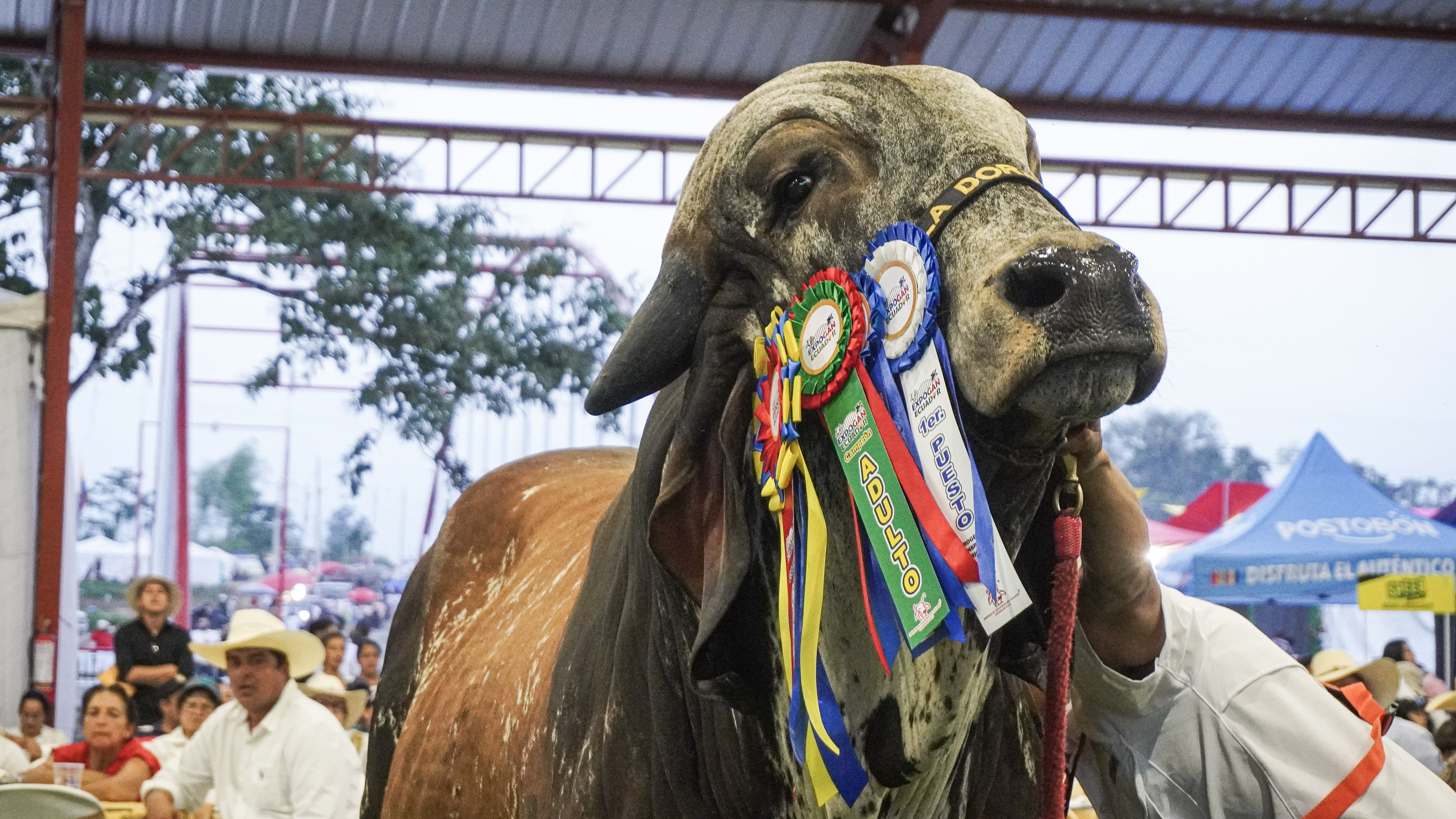Galería Expogan Santo Domingo - Imagen 3