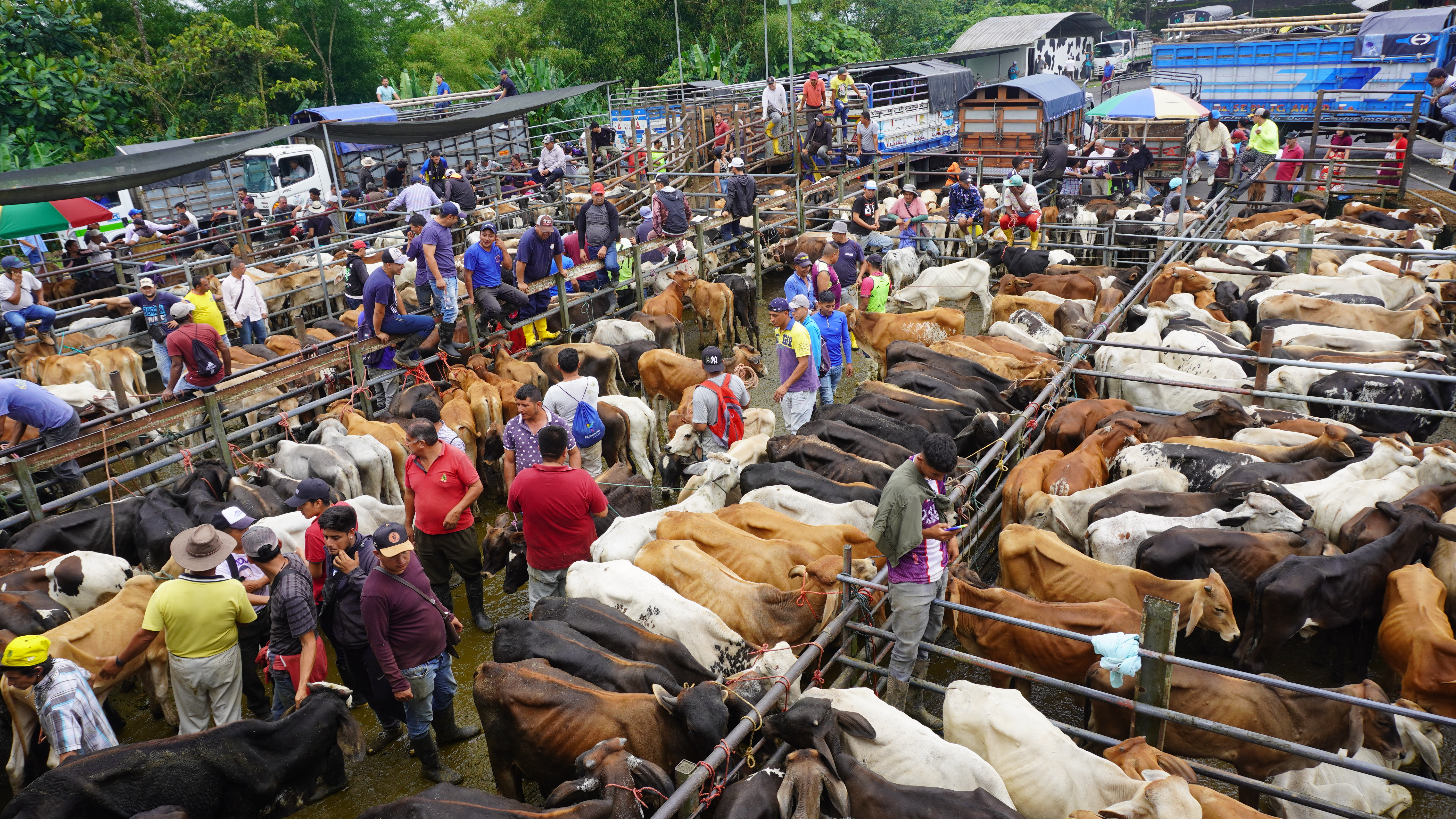 Sección Feria de Comercialización - EGE ASOGAN SD