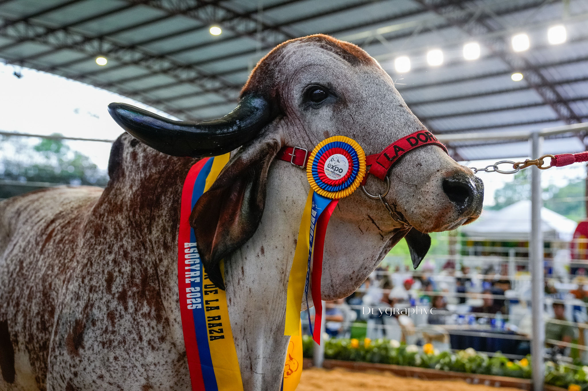 SUBASTA MAGNUS EXPOGAN 