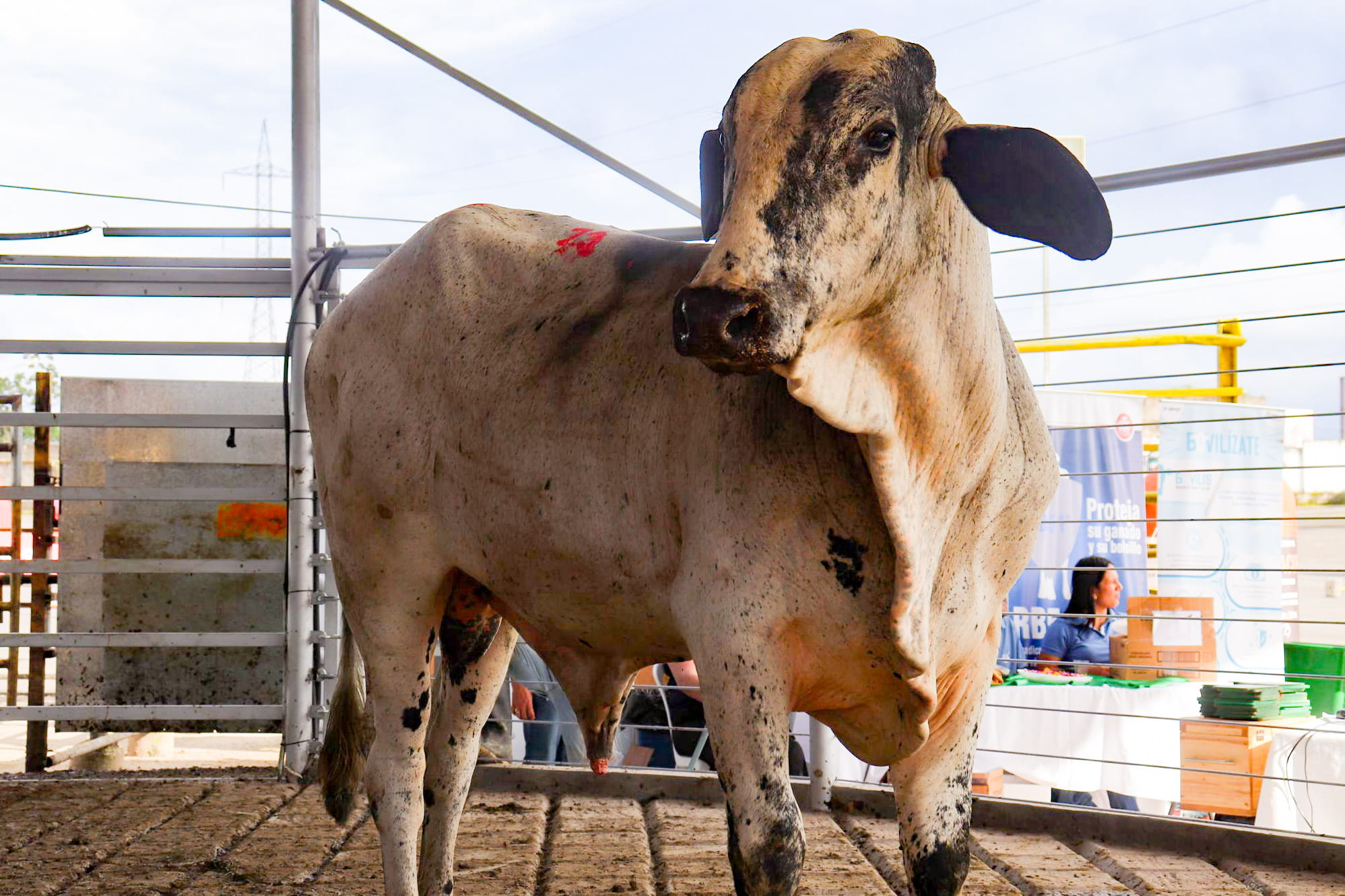 Subasta Ganadera Institucional 3