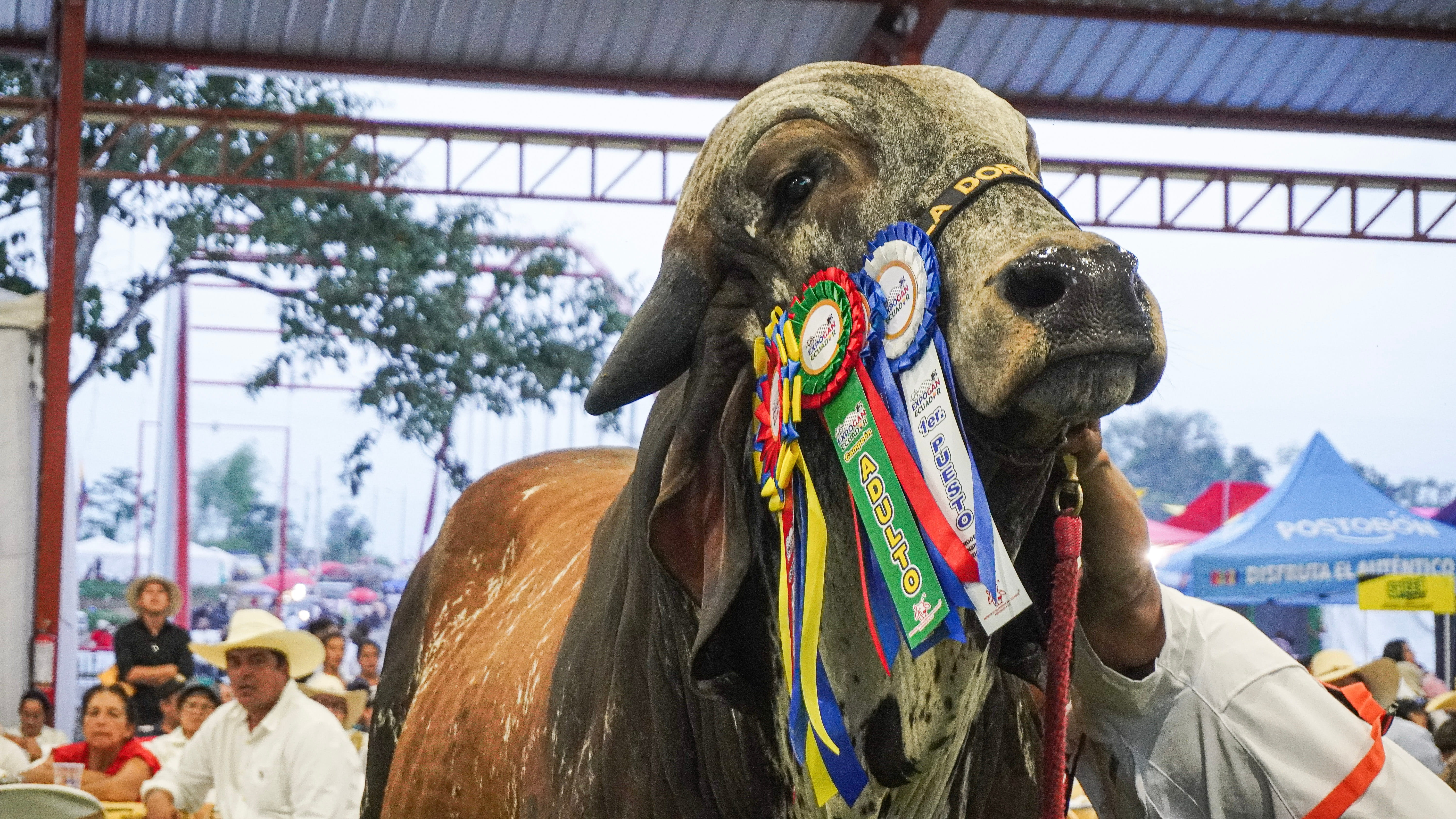 Subasta Ganadera Institucional 4