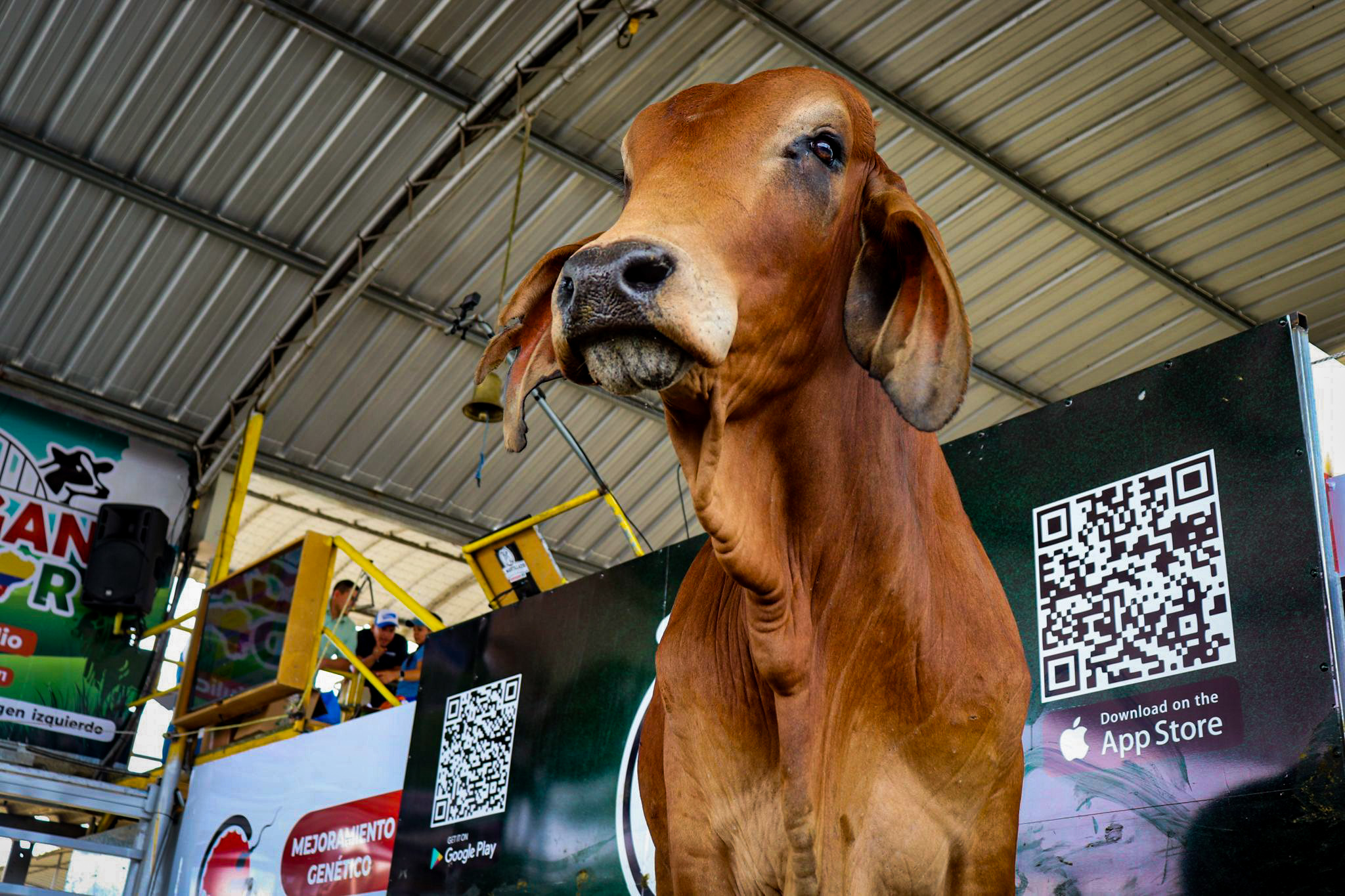 Subasta Ganadera El Martillazo - ASOGAN SD