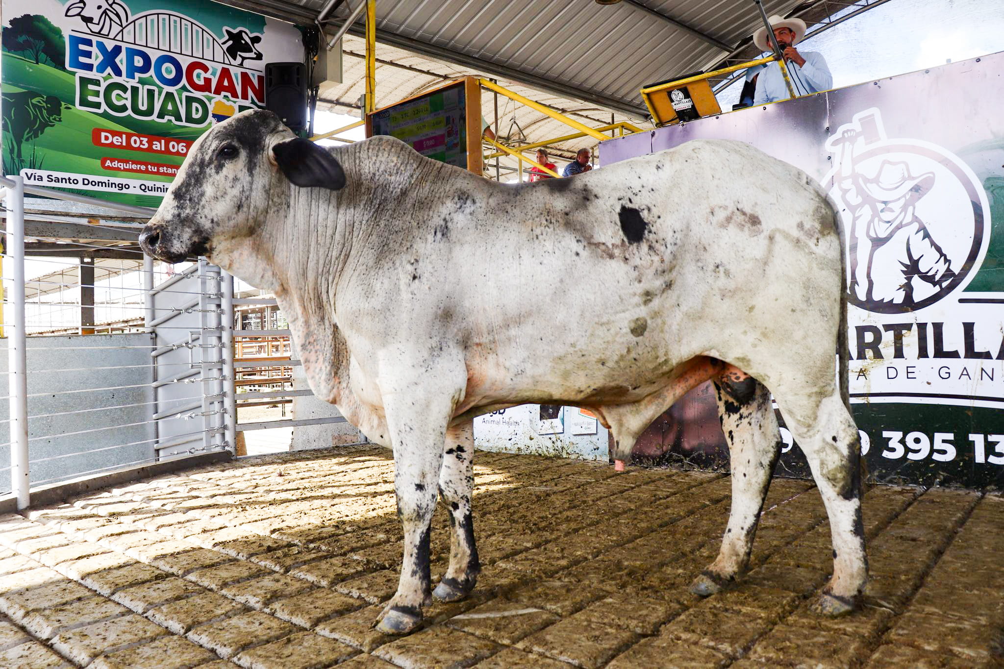 Ganado en Pista - Galería El Martillazo
