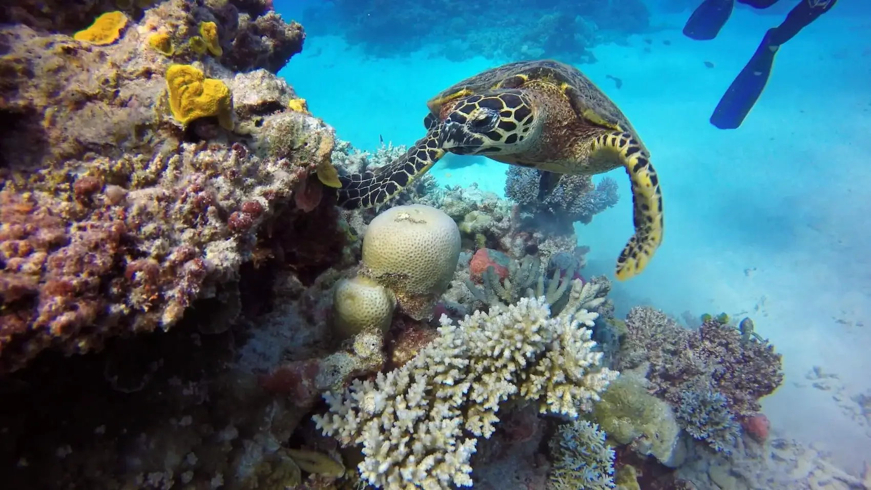 Scuba Diving With Turtle And Reef