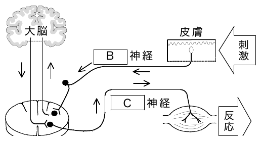 2011年4月 問37 の図 1
