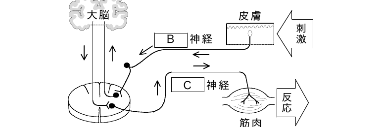 2011年4月 問23 の図 1