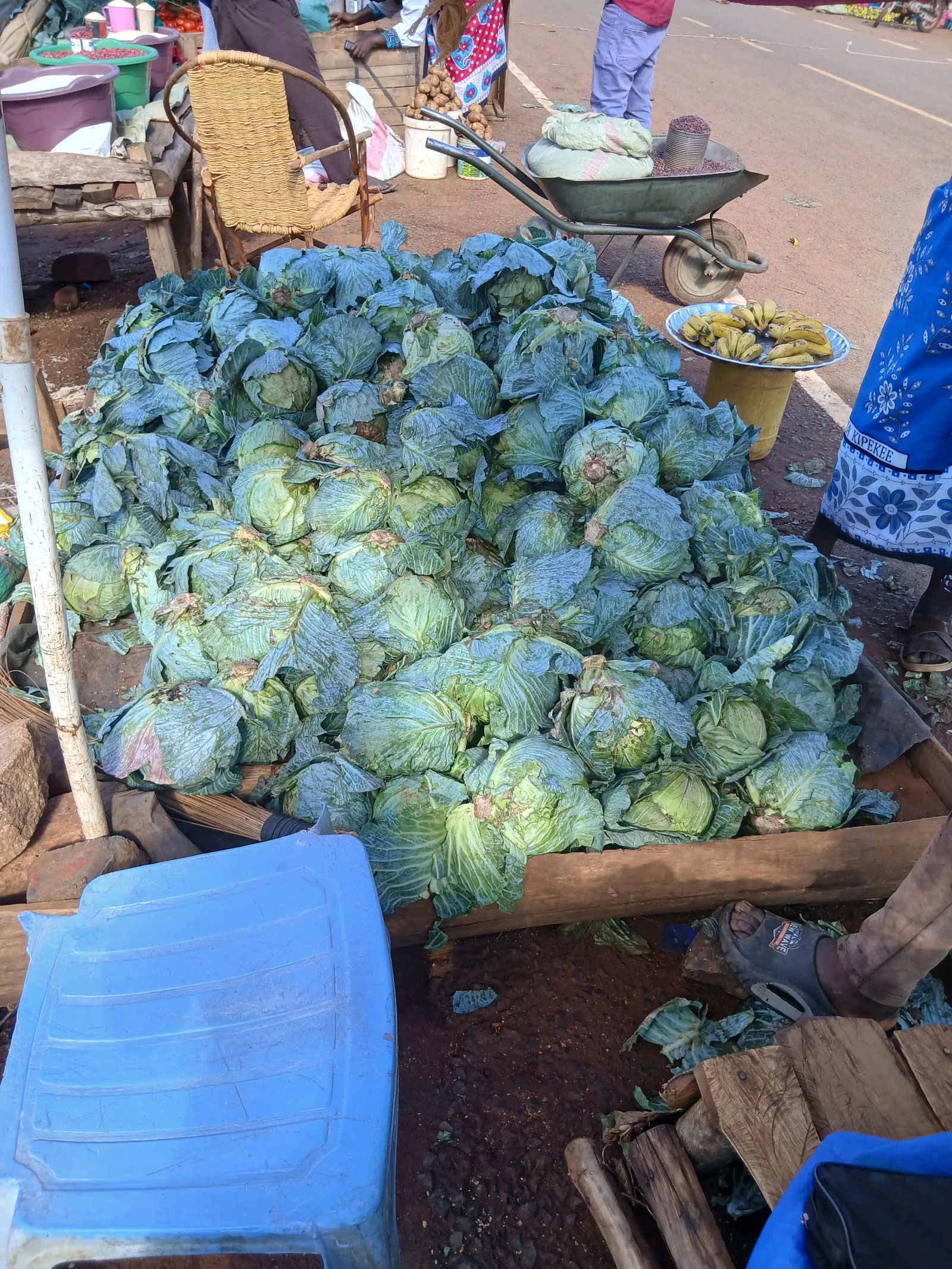 Cabbage