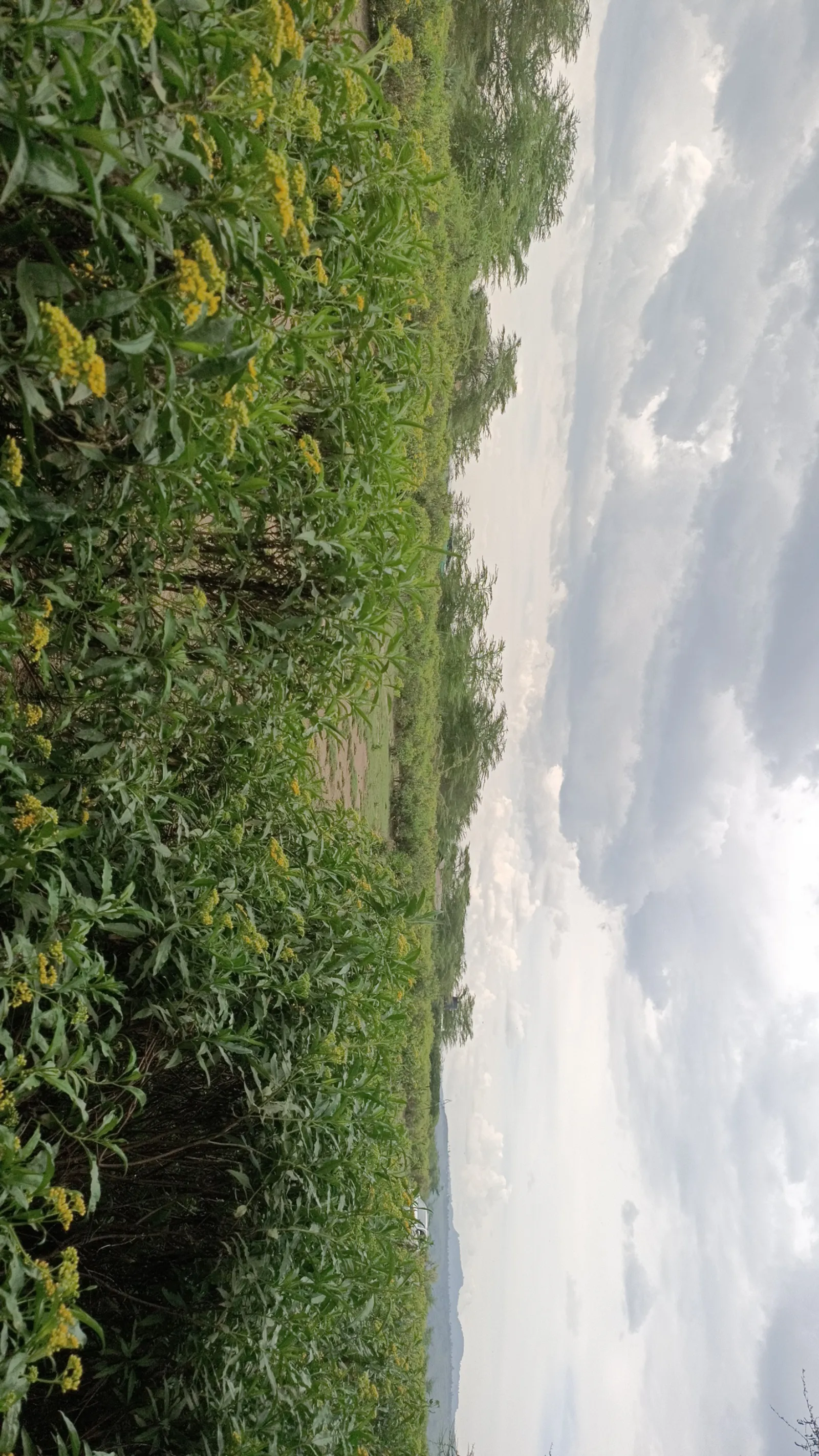 Rainfed land (1–5 acres)
