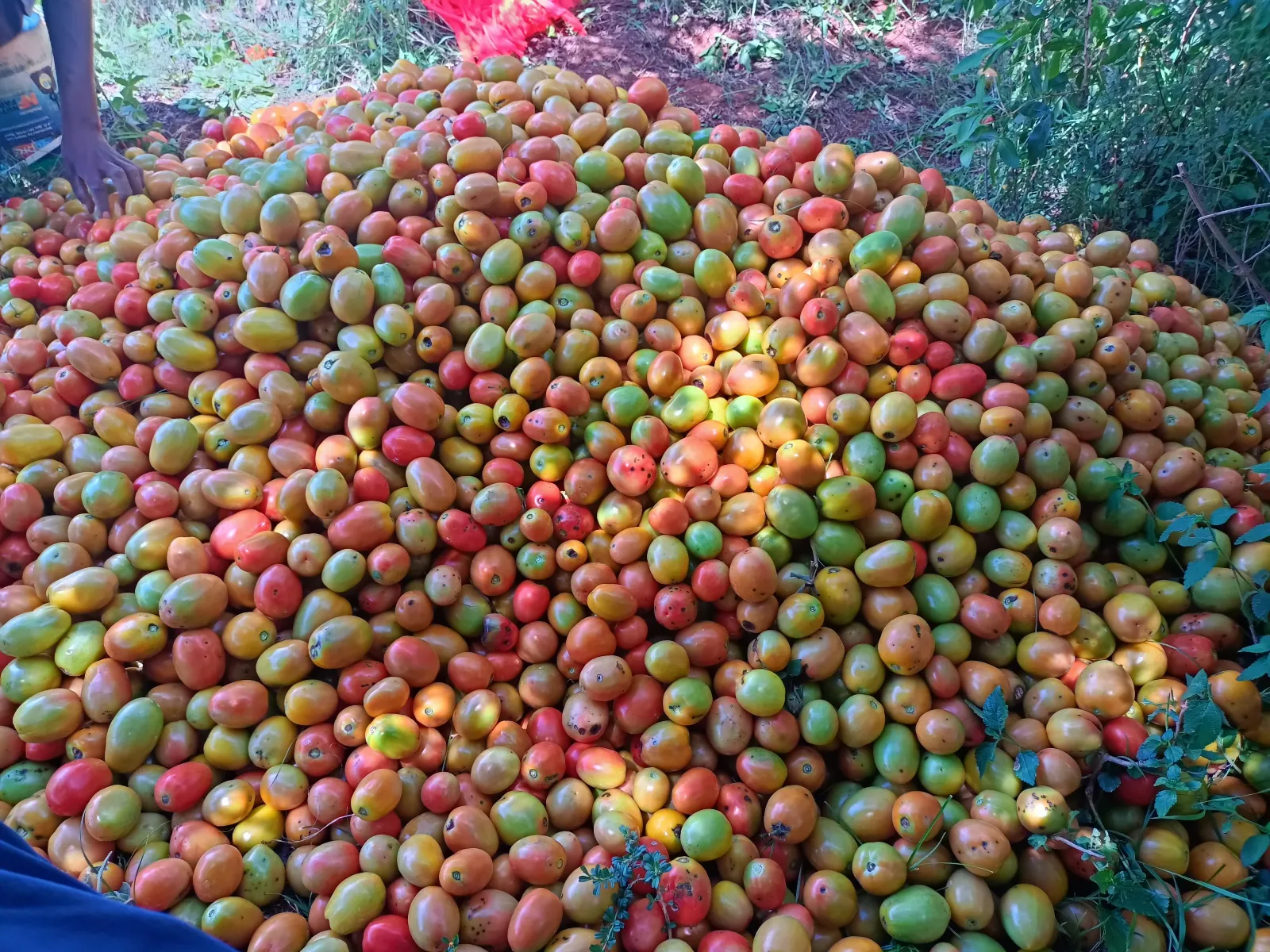 Tomatoes