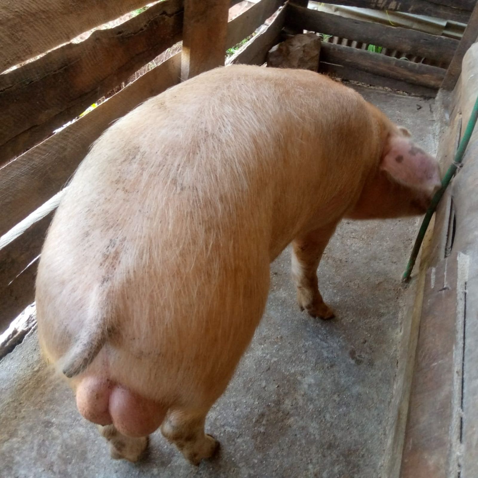 Pig