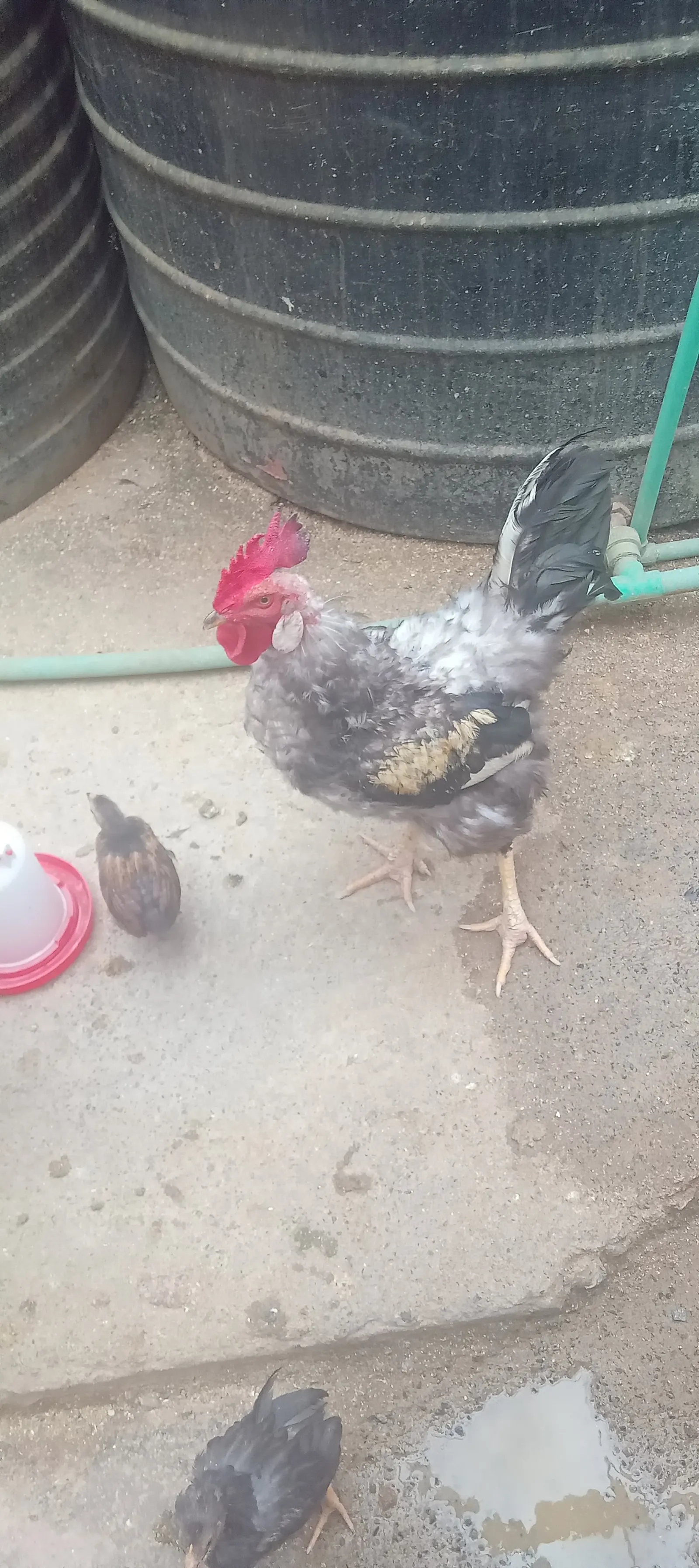Kienyeji chicken