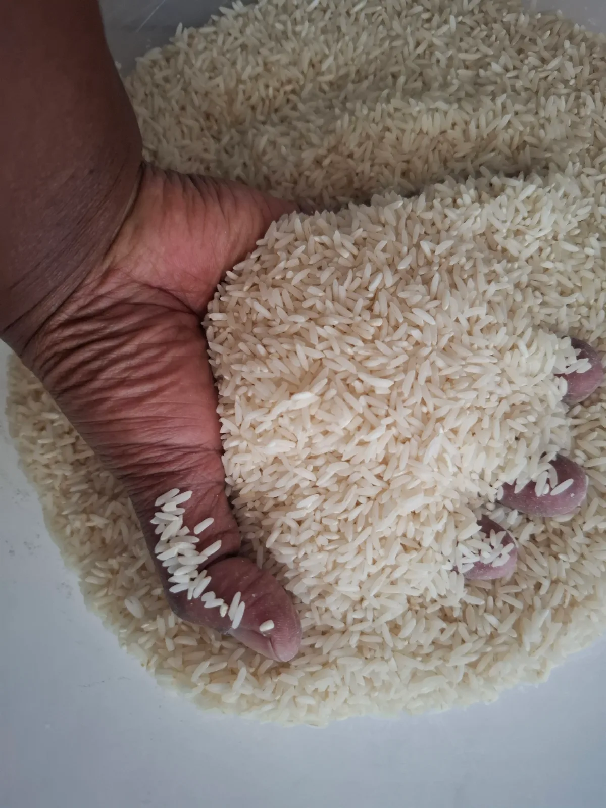 Rice (paddy)