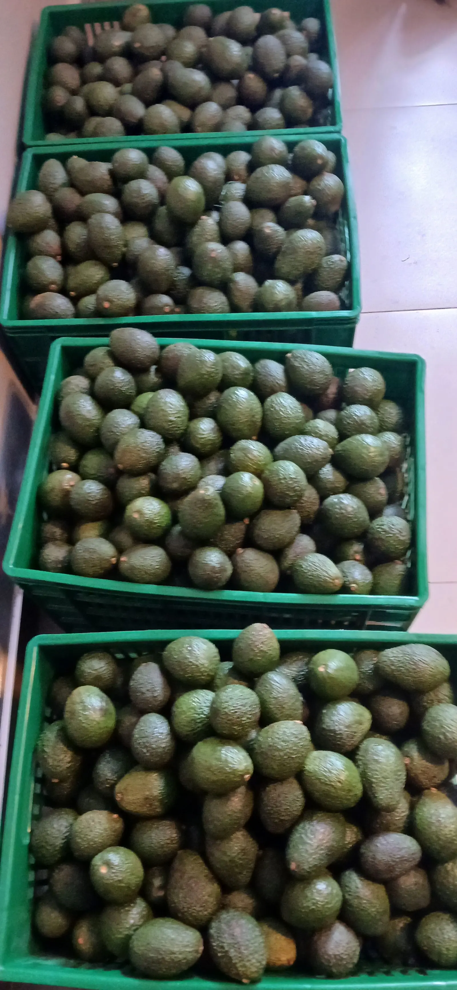 Hass Avocado