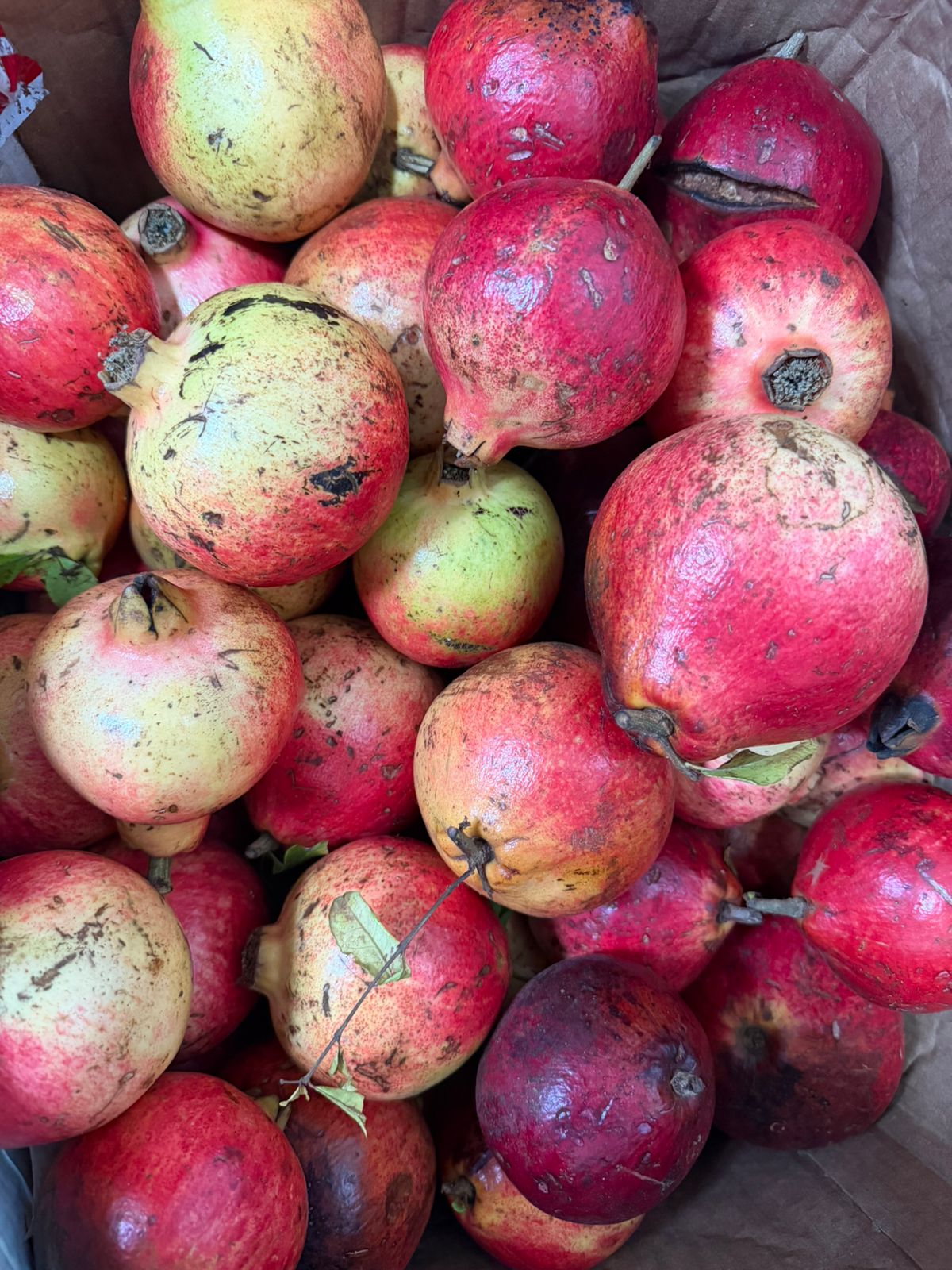 Pomegranate