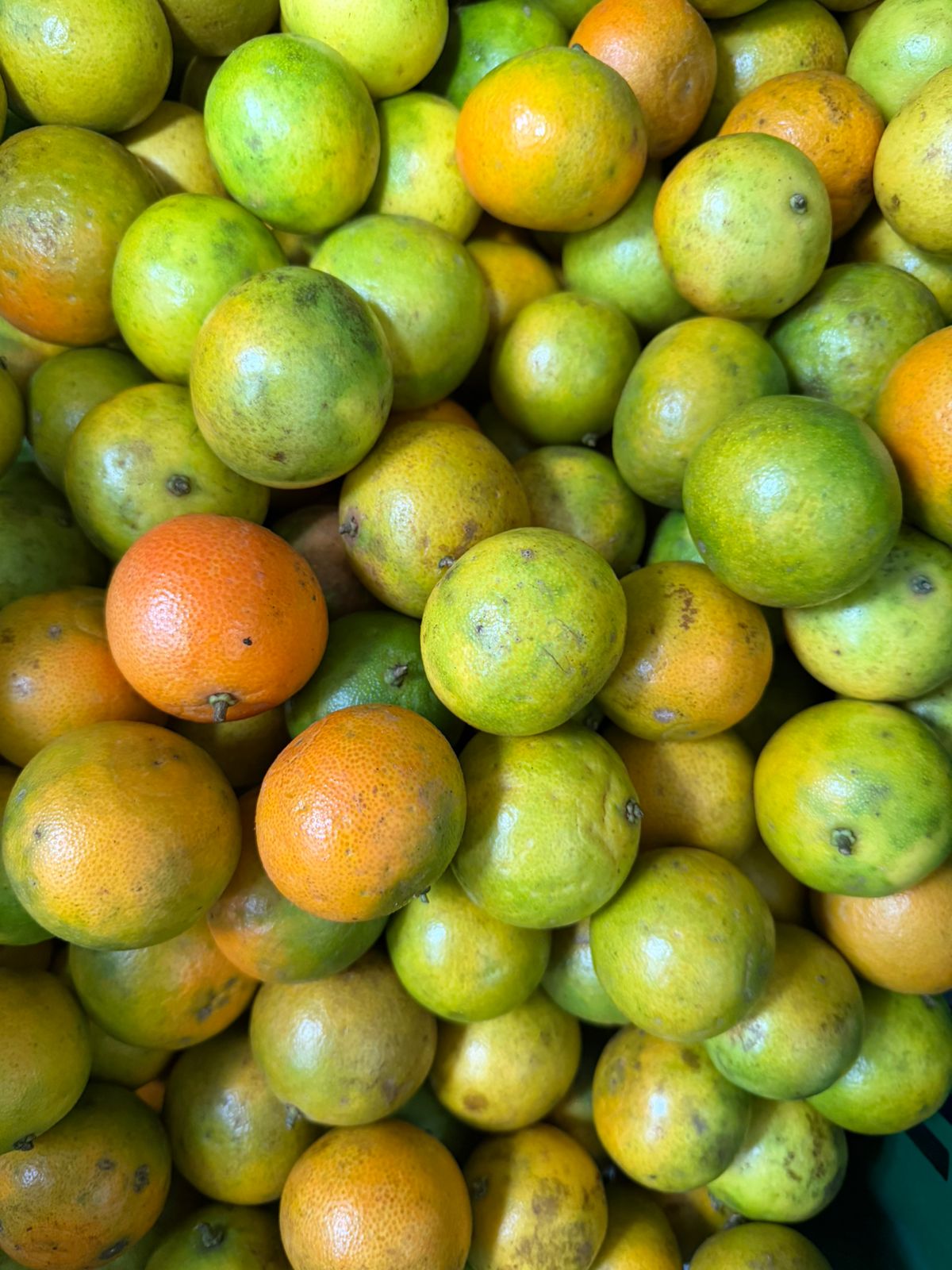 Pixie Orange