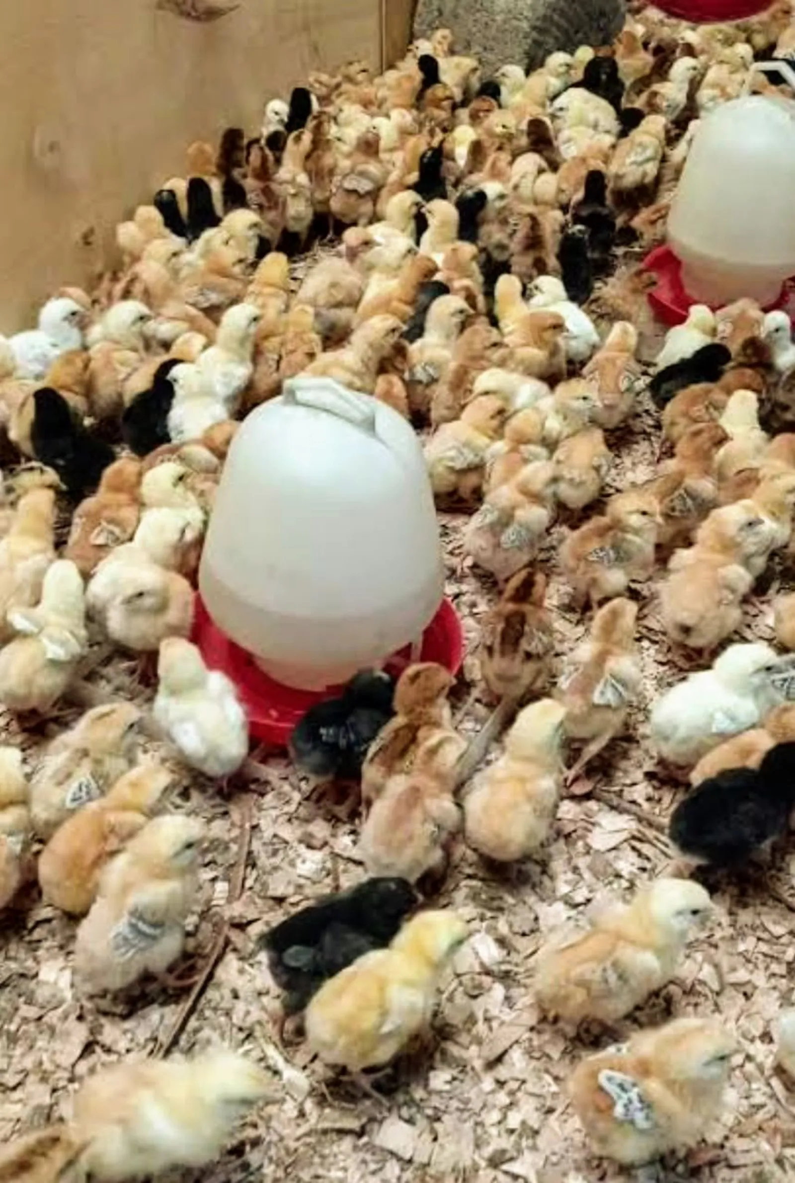 Improved kienyeji chicks 4 weeks old