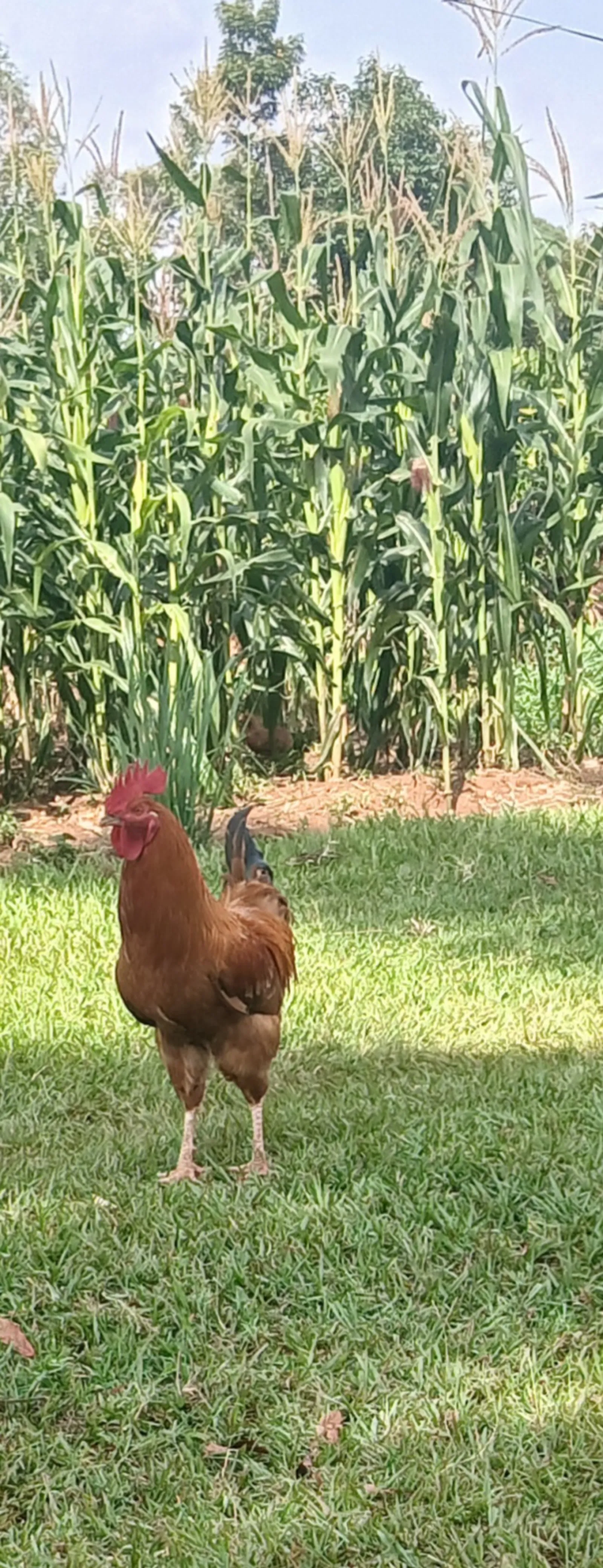 Kienyeji chicken