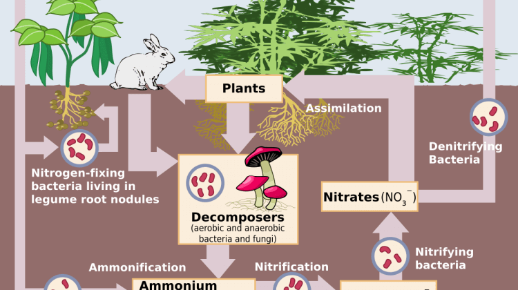 compost-teas-taking-compost-to-the-next-level