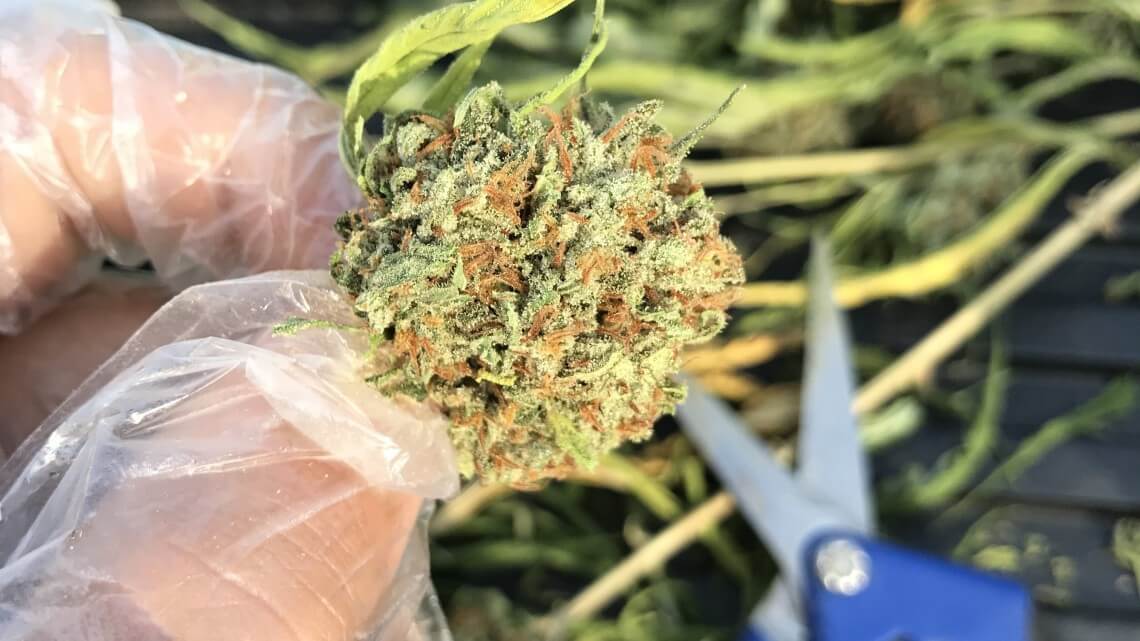trimming-services-save-money-and-time
