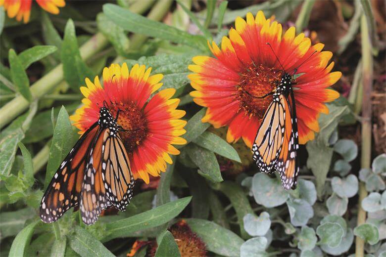 celebrate-earth-day-april-22