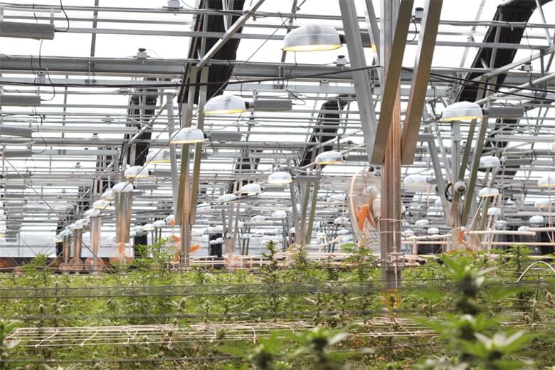 vpd-for-cannabis-cultivation