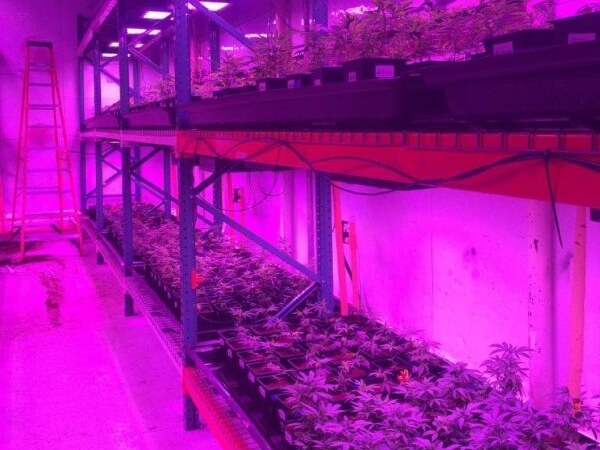 cultivation-with-tfo-llc-