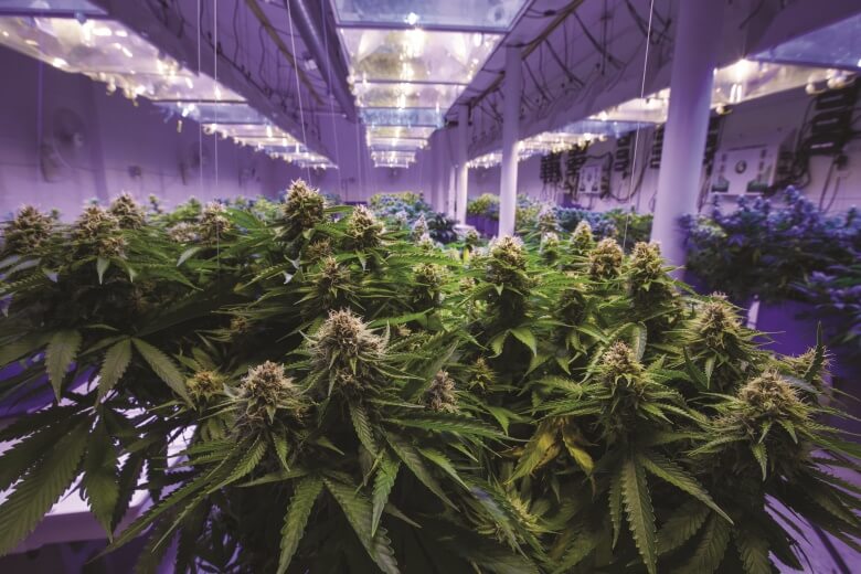 state-to-announce-new-marijuana-licensing-period-t