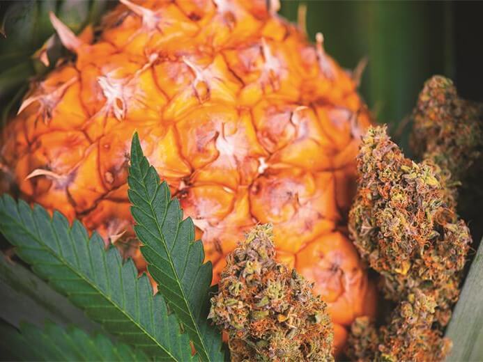 the-taste-of-terpenes-