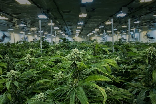 qa-with-grow-op-farms-located-in-spokane-valley-wa