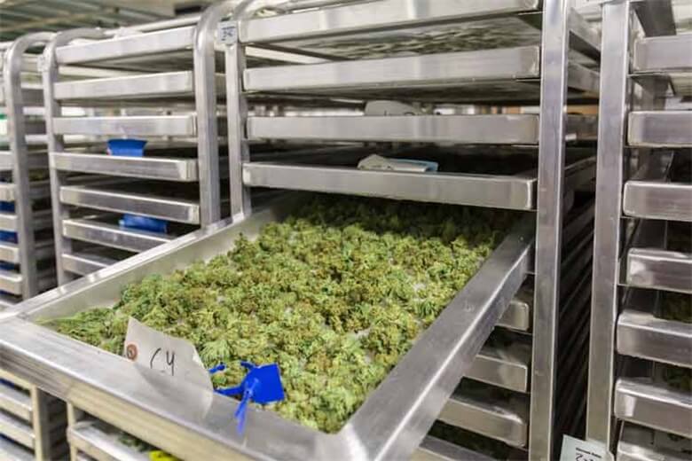 from-queso-to-cannabisdrying-and-curing-solutions-