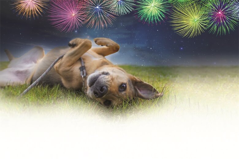 calming-canines-with-cannabis